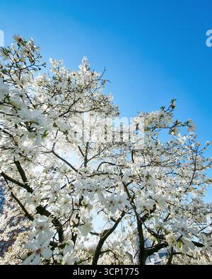 Spring blossom - apple tree branches with lots of white flowers against the blue sky. Stock Photo