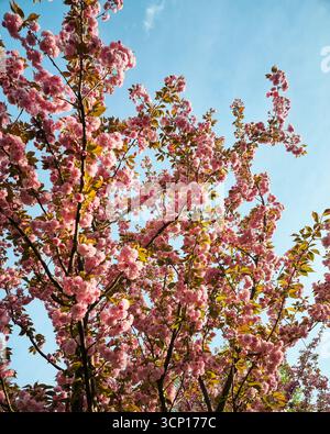 Pink cherry blossom against blue sky. Looking up at blooming branches of sakura tree in morning sunlight. Stock Photo