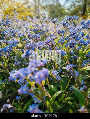 Forget-me-not flowers in the garden. Close-up view of small blue or violet Myosotis flowers with contrasting yellow center in rays of morning light. Stock Photo