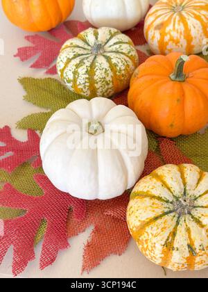 A festive still life featuring small white, orange, and striped pumpkins arranged on textured burlap leaves in red, orange, and green. Stock Photo