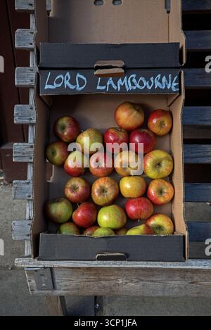 Box of Lord Lambourne dessert apples on sale in Edinburgh, Scotland, UK. Stock Photo