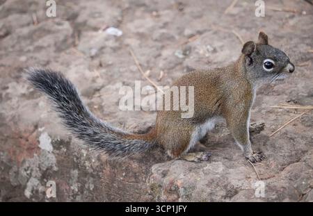 Fremont's Squirrel or Tamiasciurus fremonti standing on a rock at Woods Canyon Lake in Arizona. Stock Photo