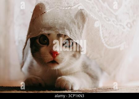 Curious domestic cat peeking from behind a lace curtain. Adorable feline with striking eyes peers out from beneath delicate lace curtain, creating a c Stock Photo