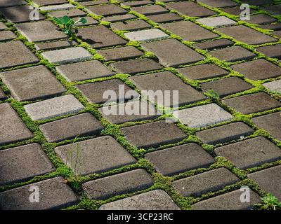 Old stone pavement in sunlight. Paved stones with moss growing in between. Stock Photo