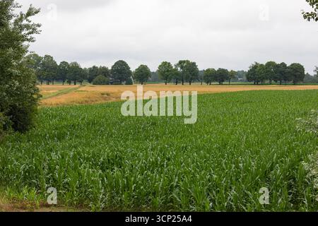 Wide green cornfield under cloudy sky with distant trees and rural landscape view, natural countryside scene with fresh crops and peaceful atmosphere Stock Photo