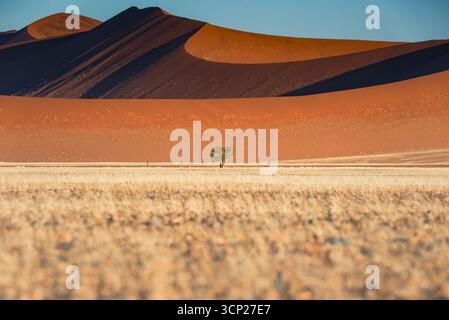 Lone tree in front of orange dunes in Sossuvlei national park Stock Photo