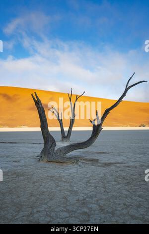 Deadvlei dry pan in Sossusvlei national park Stock Photo