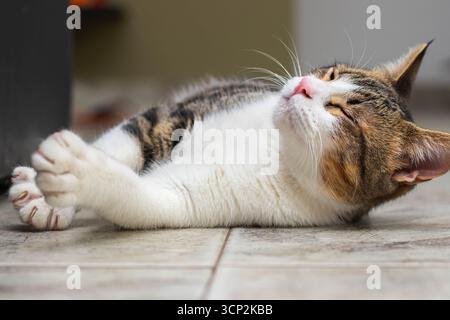Close-up low angle view of an adorable tabby and white cat lying on its back on a tiled floor. The animal is stretching its front paws upwards with ey Stock Photo