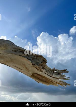 Dead trunk of a tree Stock Photo