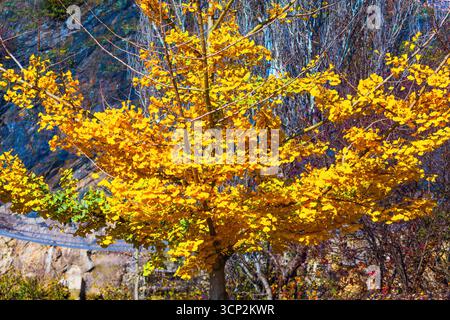 Golden ginkgo leaves frame ancient architecture along the moat of the ...