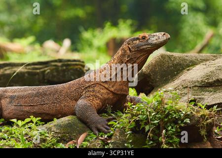A large Komodo dragon walks on the ground among the green plants and stones Stock Photo