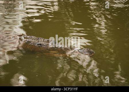 A crocodile partially submerged in murky water, only its eyes, snout, and part of its body visible on the calm water surface with small ripples Stock Photo