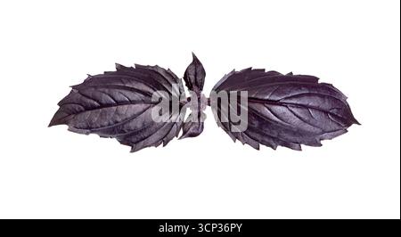 basil leaves isolated on white background.  Fresh Purple Dark Opal Basil Stock Photo