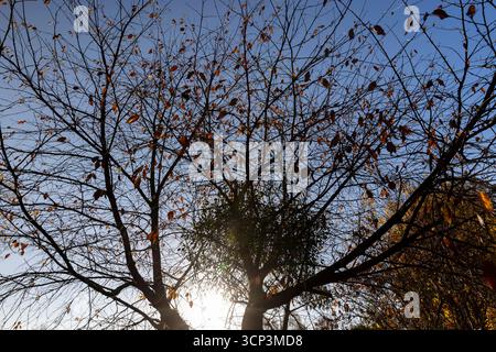 beautiful tree illuminated by bright sunlight from behind with the last foliage on the branches in the autumn season Stock Photo