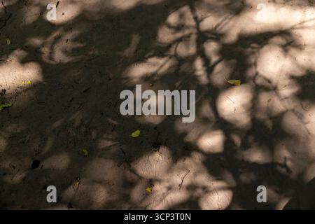 walking path trampled in the park with a lot of shadows from deciduous trees in the summer , part of the walking path through the park on a bright sun Stock Photo