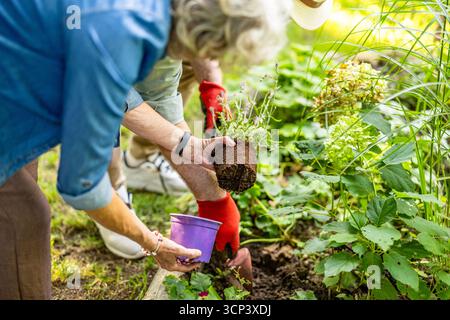 Senior couple working together in the garden on a sunny day Stock Photo