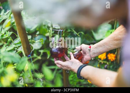 Senior woman harvesting tomatoes in the garden, close-up Stock Photo