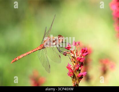 A close up of the male Common Darter Dragonfly, Sympetrum striolatum, resting on the Persicaria flower. Stock Photo