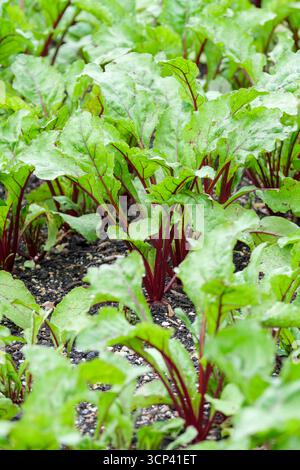 Beetroot vulgaris Rhonda, beetroot Rhonda F1 rows of young, late-maturing hybrid beetroot seedlings growing in a prepared bed Stock Photo