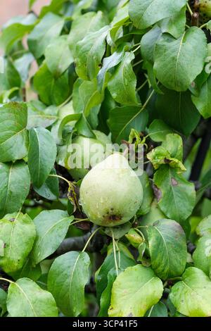Pyrus communis Glou Morceau, pear Glou Morceau, desert pears growing on the tree Stock Photo