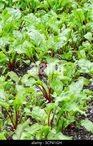 Beetroot vulgaris Rhonda, beetroot Rhonda F1 rows of young, late-maturing hybrid beetroot seedlings growing in a prepared bed Stock Photo