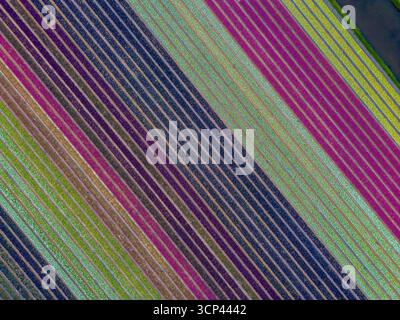 Aerial view of colorful diagonal fields in vivid stripes of purple, pink, green, yellow, and blue, forming a striking geometric pattern across the rur Stock Photo