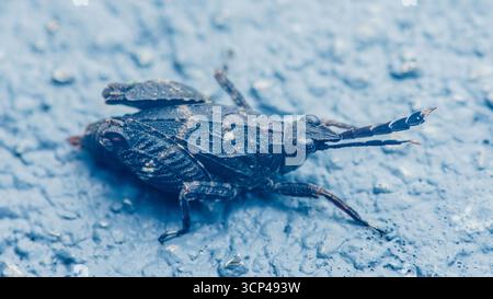 Close-up macro view of a dark planthopper insect with intricate details, resting on a textured blue surface, showcasing its unique features and delica Stock Photo