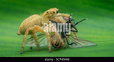 Close-up macro shot capturing a jumping spider feasting on a fly while perched on a vibrant green leaf, illustrating the intricate predator-prey dynam Stock Photo
