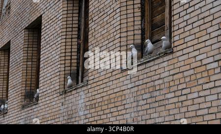 View of seagulls perched on the ledges of weathered brick building windows, a stark contrast in the ghost town, Pyramiden, Svalbard and Jan Mayen. Stock Photo