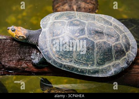 The yellow-spotted Amazon river turtle(Podocnemis unifilis).   One of the largest South American river turtles. Yellow spots on the side of its head g Stock Photo