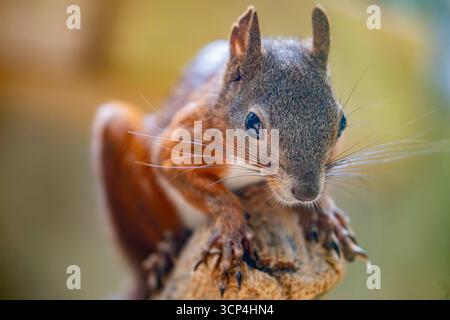 The closeup image of Red squirrel. it is a species of tree squirrel in the genus Sciurus common throughout Eurasia. The red squirrel is an arboreal, o Stock Photo