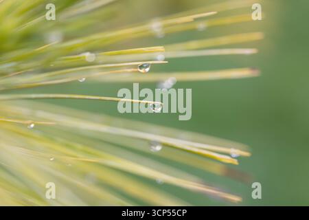 Close up view of a water droplets on the end of a pine needles. The background looks creamy and blurred. Stock Photo
