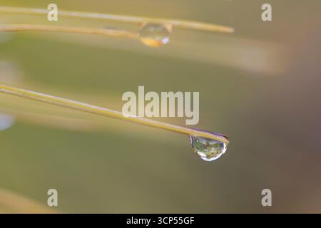 Close up/ macro view of water droplets on the end of growing pine needles. Useful background/backgrounds image with plentiful copy space. Stock Photo