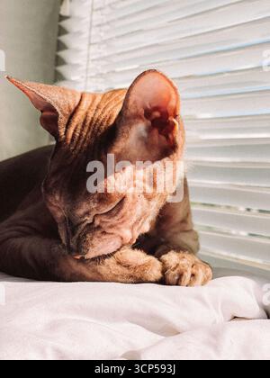 A close-up of a Devon Rex cat resting. The cat has a light brown coat with distinctive curly fur  Stock Photo