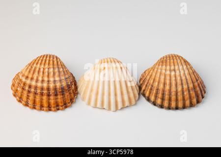Beautiful sea shells of common cockle isolated on a white background. Stock Photo