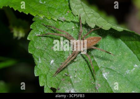Nursery Web Spider, Pisaurina mira Stock Photo