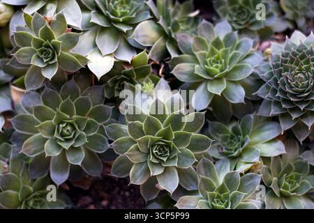 Succulent plants in the garden Stock Photo