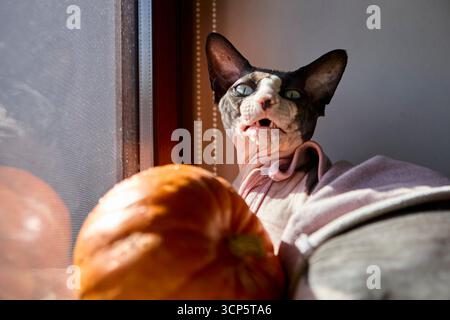 Hairless cat in pink clothing resting by orange pumpkin with sunlight shining through the window in a cozy indoor scene Stock Photo