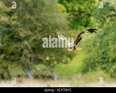 Red kite, Milvus milvus, swooping above the feeding meadow at Gigrin Farm Red Kite Centre, Rhyader Stock Photo