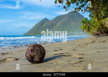 Coconut Drift on Diamond Beach, Martinique, French Caribbean Stock Photo