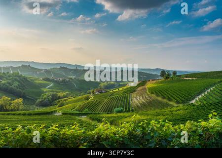 Golden sunset over Langhe terraced vineyards with historic Barbaresco village and medieval tower in background. Rolling hills wine region in Piedmont Stock Photo