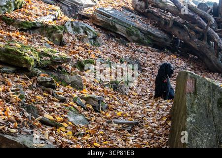 Black English Cocker Spaniel dog sitting in autumn forest, surrounded by colorful fallen leaves, looking attentive and alert, seasonal pet photography Stock Photo