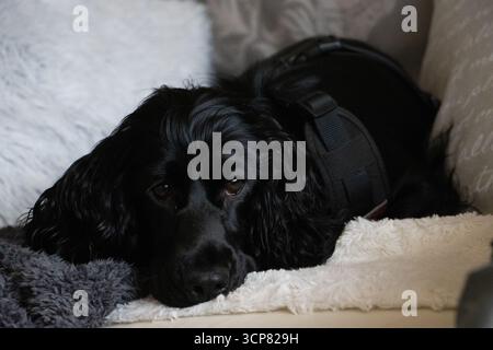 Black English Cocker Spaniel posing indoors, showcasing elegant coat, expressive eyes, and friendly temperament of the purebred dog. Stock Photo