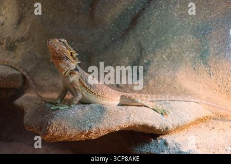 Bearded dragon (Pogona vitticeps) resting in terrarium, exotic reptile pet in a warm habitat with sand, rocks, and heat lamp, popular lizard species Stock Photo