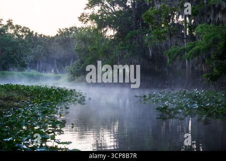 Spanish moss covered trees in fog Stock Photo