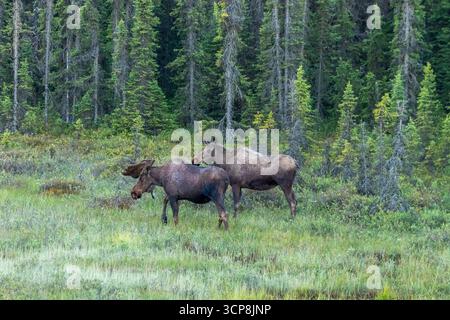 A pair of moose, a male and a female, walking through a field of grass at the edge of a forest in Alaska. Stock Photo