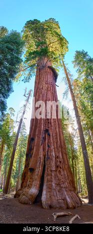 Giant tree in the national park volcan nevado de colima volcano, big ...