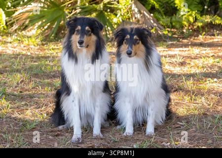 Two tricolored collies sitting next to each other Stock Photo