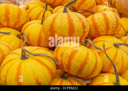 Bright orange Blaze pumpkins on display at farm market is  perfect for autumn decorations, Halloween, or Thanksgiving displays. Stock Photo