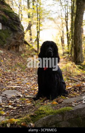 Black English Cocker Spaniel posing in colorful autumn forest, symbol of hunting dog, loyalty, outdoor adventure and seasonal beauty Stock Photo